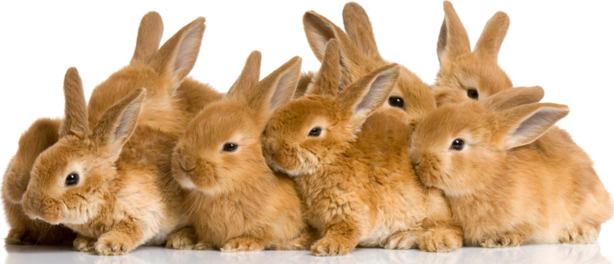 group of bunnies